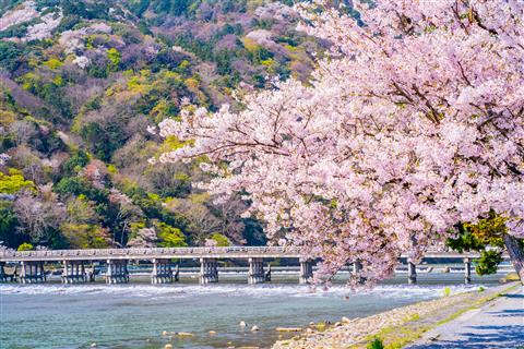 嵐山　吉野から移植された山桜と渡月橋の共演が見事